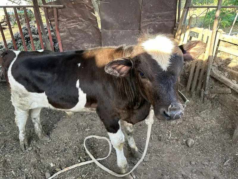Buzoqcha soglom zotli 6 Buzoqcha soglom zotli 6
