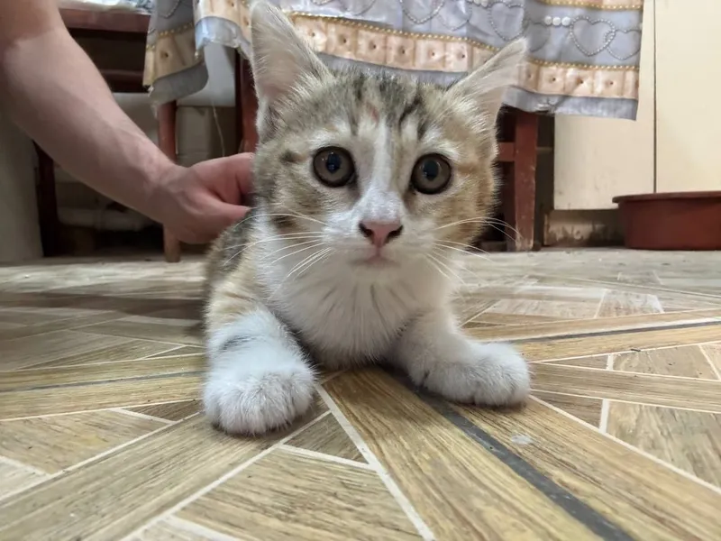 Котята, в хорошие руки — фото 3