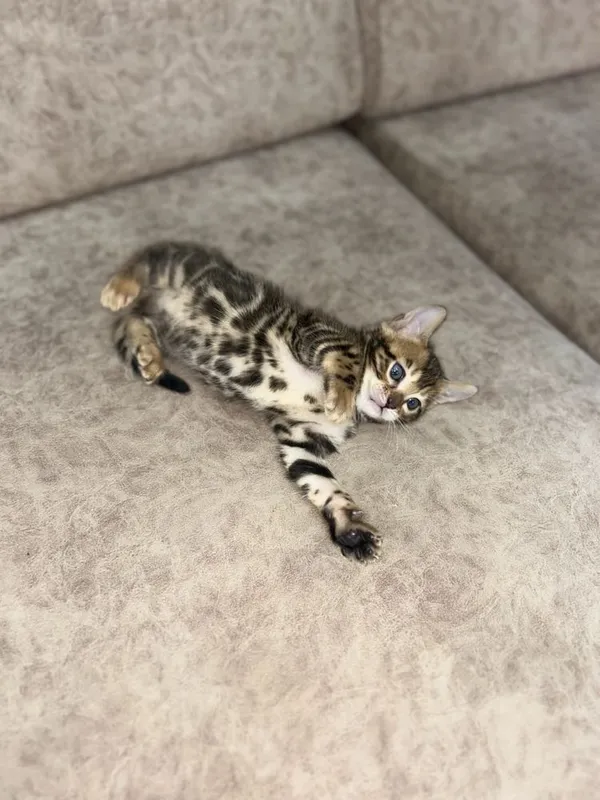 Бенгальские котята 6 Бенгальские котята 6