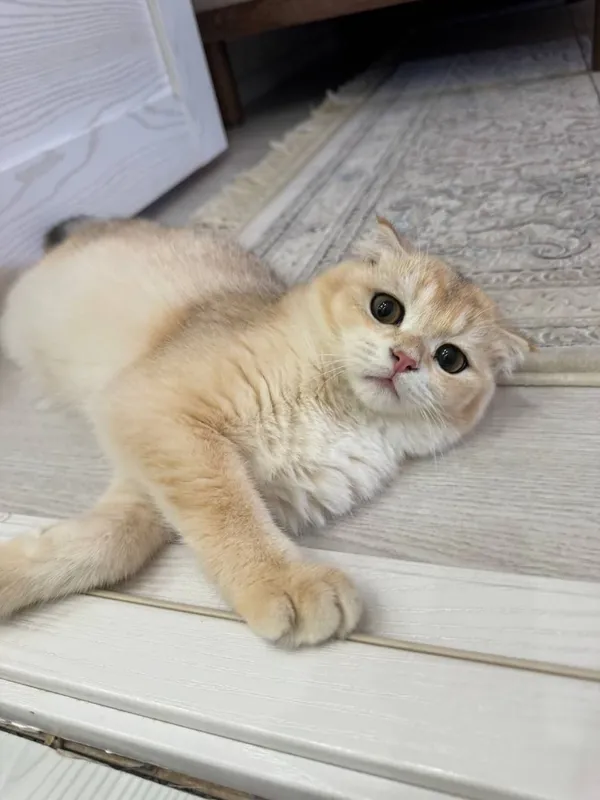 Срочно продаётся 1