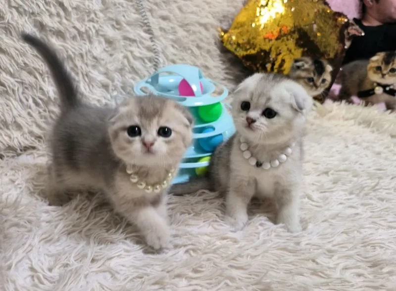 Голубое золото шиншилла — фото 1