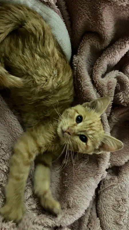 кошка 4