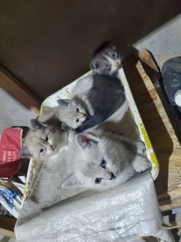 Котята британские