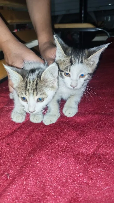 Xadyaga beriladi boqaman deganlar aloqaga chiqdim 3 Xadyaga beriladi boqaman deganlar aloqaga chiqdim 3