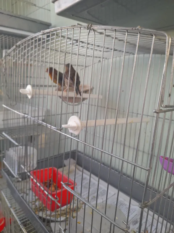 Паралар сотилади 3