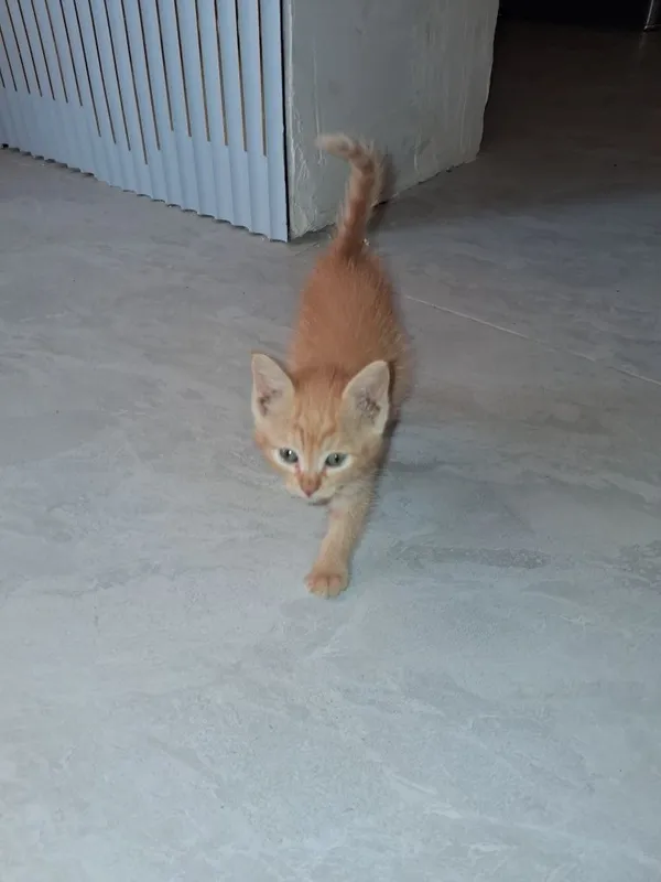 Сиамский котёнок и рыжий лохматик 7 Сиамский котёнок и рыжий лохматик 7