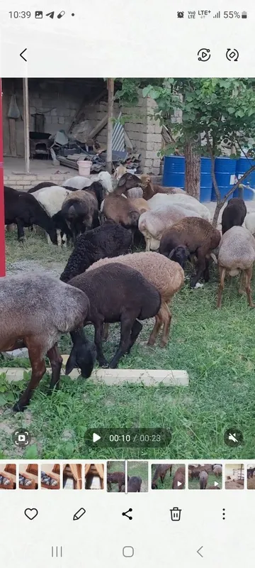 Sovluq qòylar sotiladi 2 Sovluq qòylar sotiladi 2