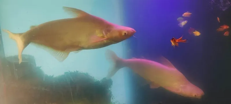 Pegasus albinos 40 sm 3