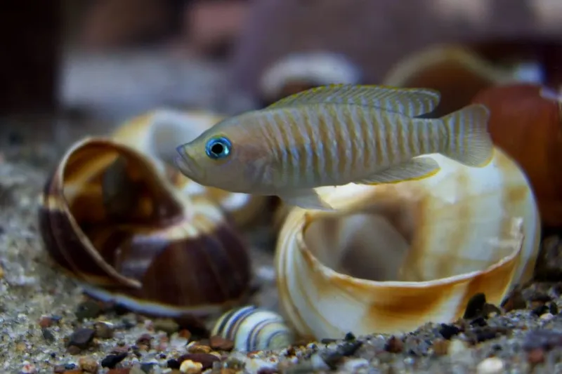 Neomprologus multifasciatus