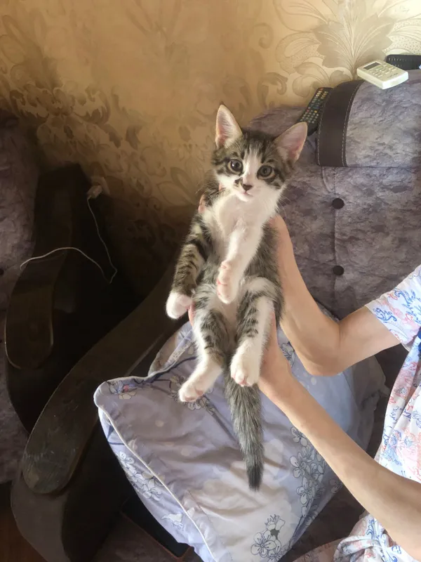 Отдам котенка в хорошие руки 1 Отдам котенка в хорошие руки 1