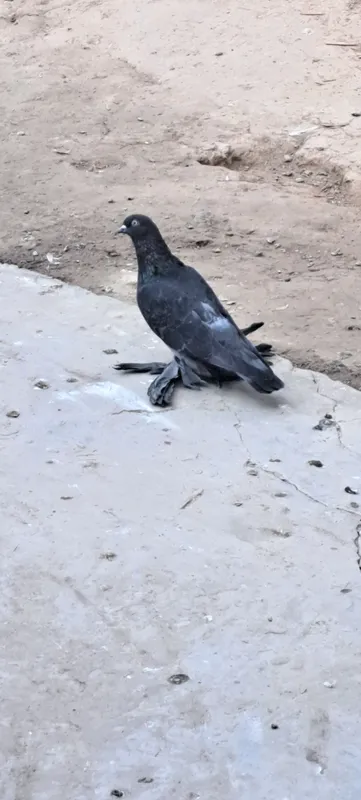 kabutarlar sotiladi sogʻlom 6