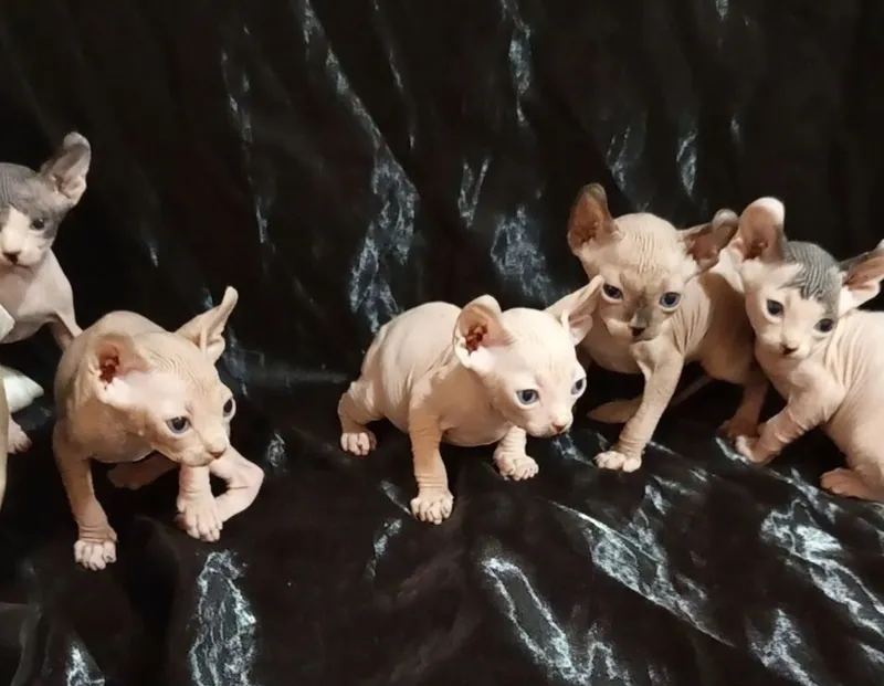 Котята Канадскией сфинксы 1 Котята Канадскией сфинксы 1