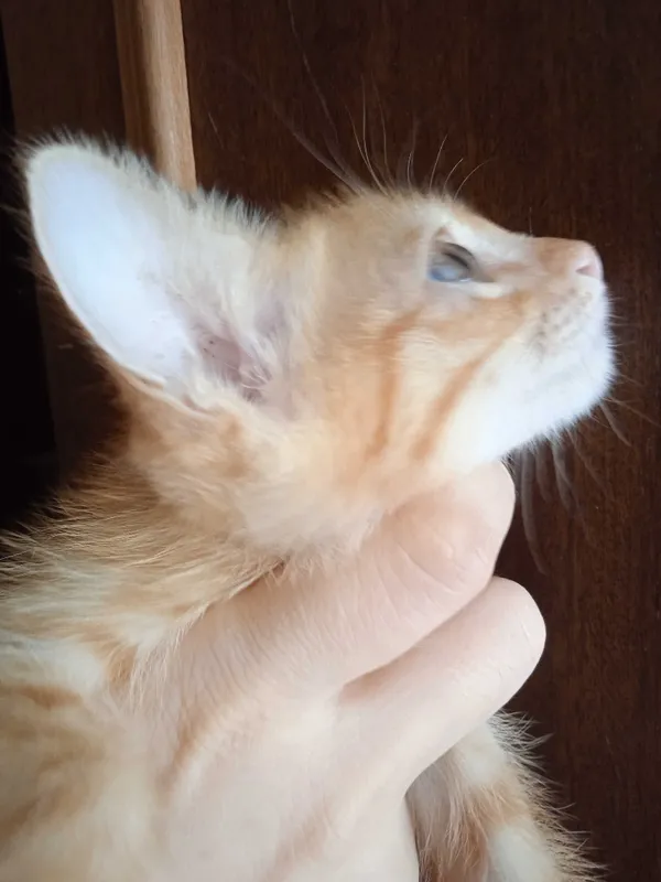 Рыжий котёнок, мальчик, 3 месяца. 8 Рыжий котёнок, мальчик, 3 месяца. 8
