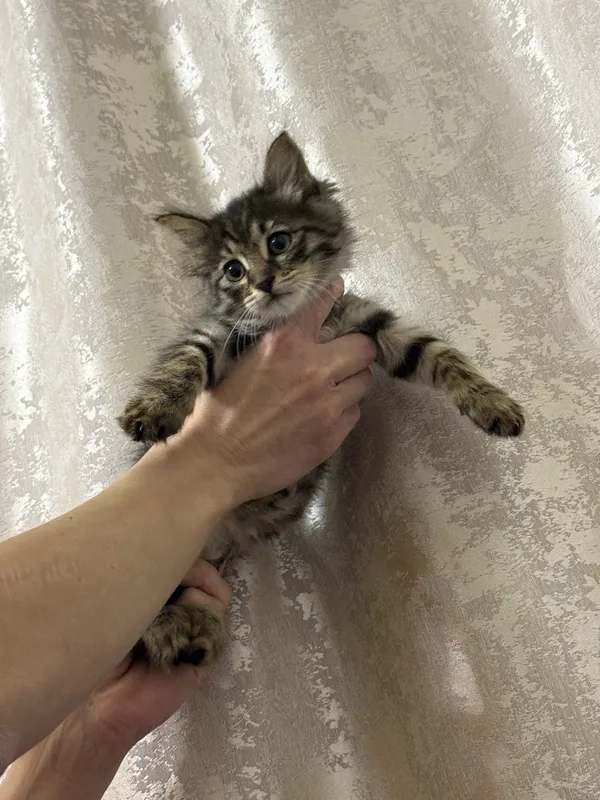 Котенок , мальчик возраста 3 месяца — фото 1