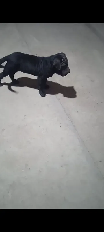 Porno turkumi: Vakuum pompasi bilan erkakning jinsiy olatini qiynoqqa solayotgan bekasi