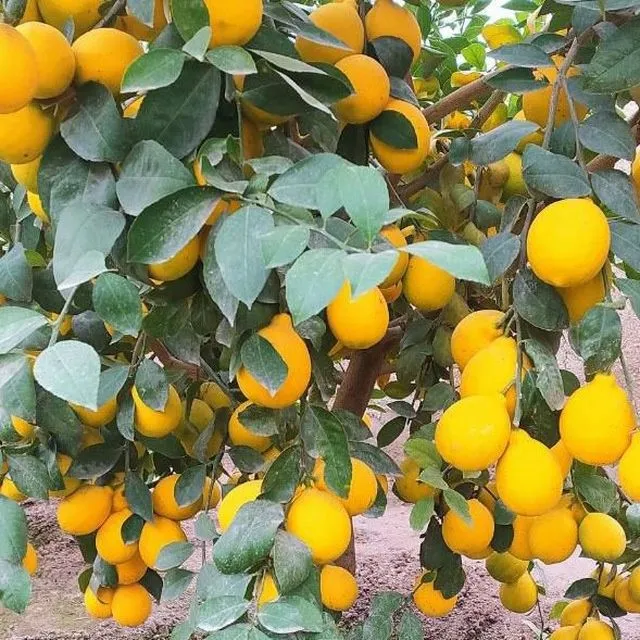 Limon koʻchatlari sotiladi — фото 7