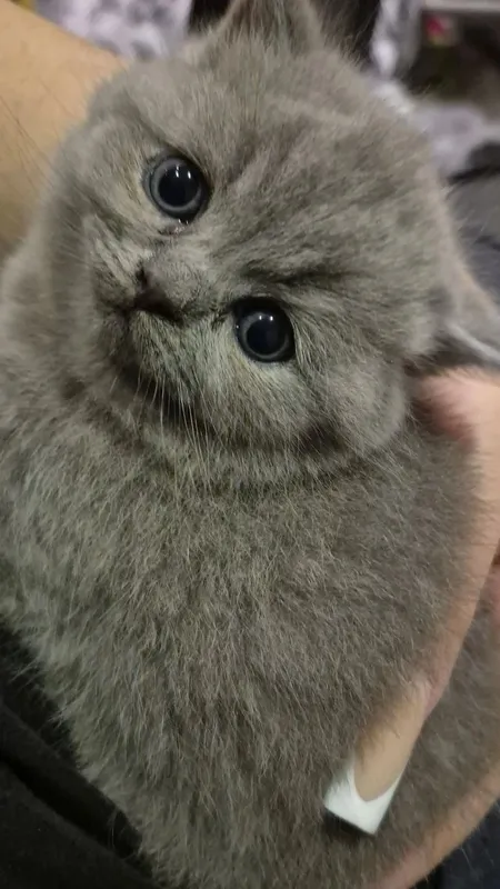 Scottish fold & straight cat. 2 oylik 2