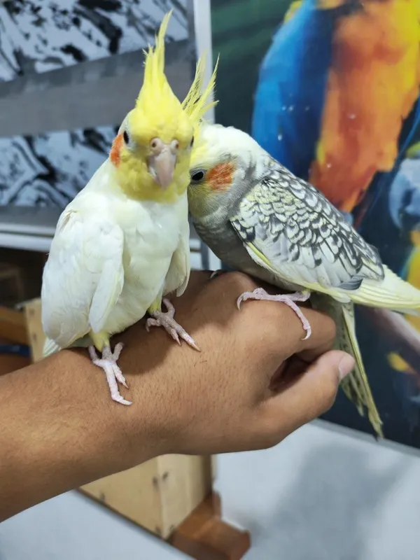 Qushlar sotiladi 1