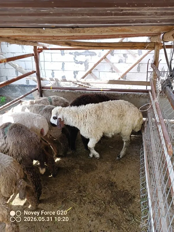 Shuyilgi tagal barala sotladi buxoro losha da