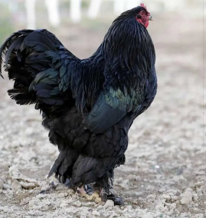 Brama xoroz tovuqlar sotiladi 2 Brama xoroz tovuqlar sotiladi 2