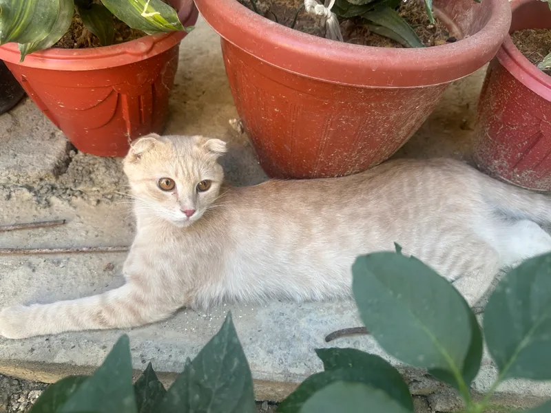 Кот в подарок