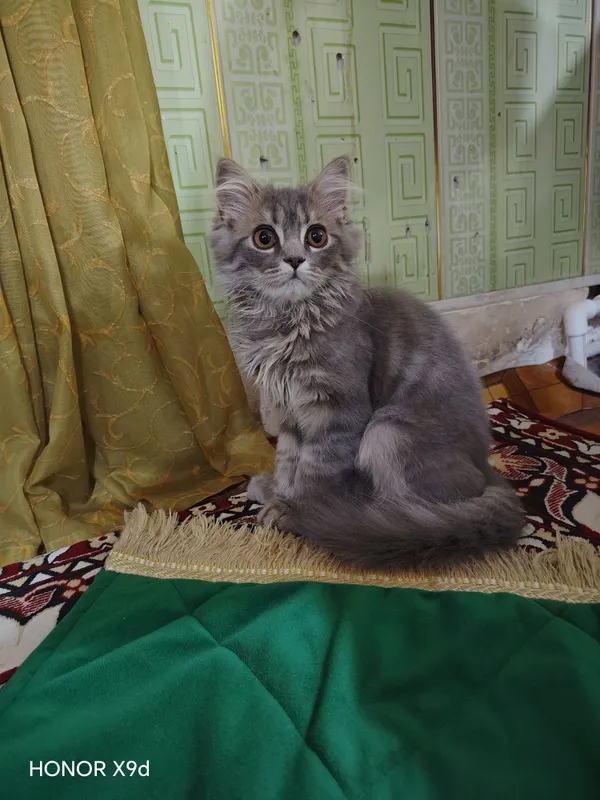 Mushuk zotdor 6 oyli 3