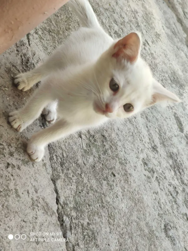 Котята ищут хороших хозяев 8