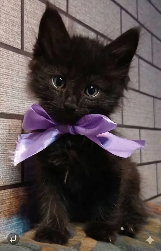 Отдам котенка мальчика