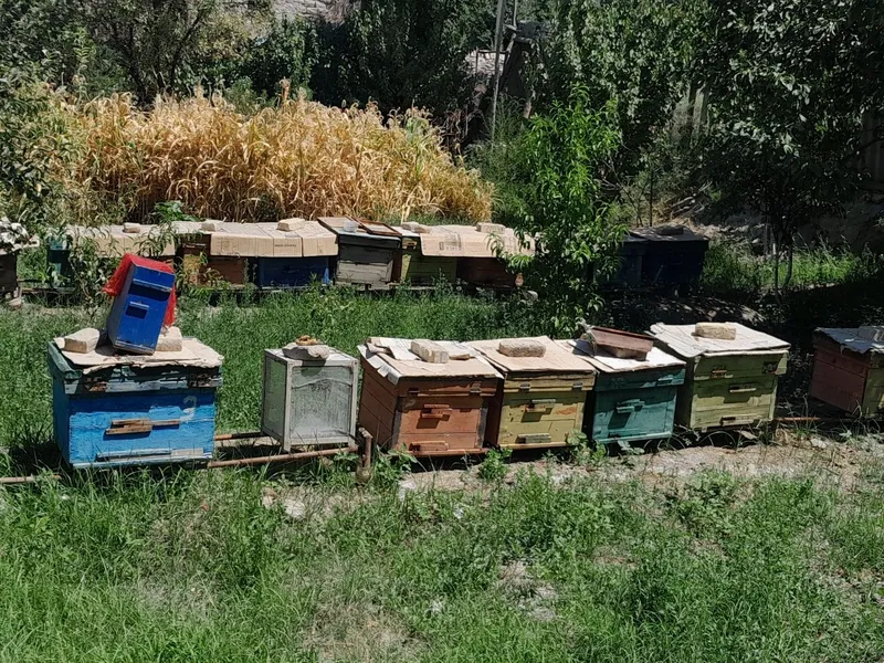 Asalari oilasi sotiladi. Qutisi va ichida oilasi bilan Asalari oilasi sotiladi. Qutisi va ichida oilasi bilan