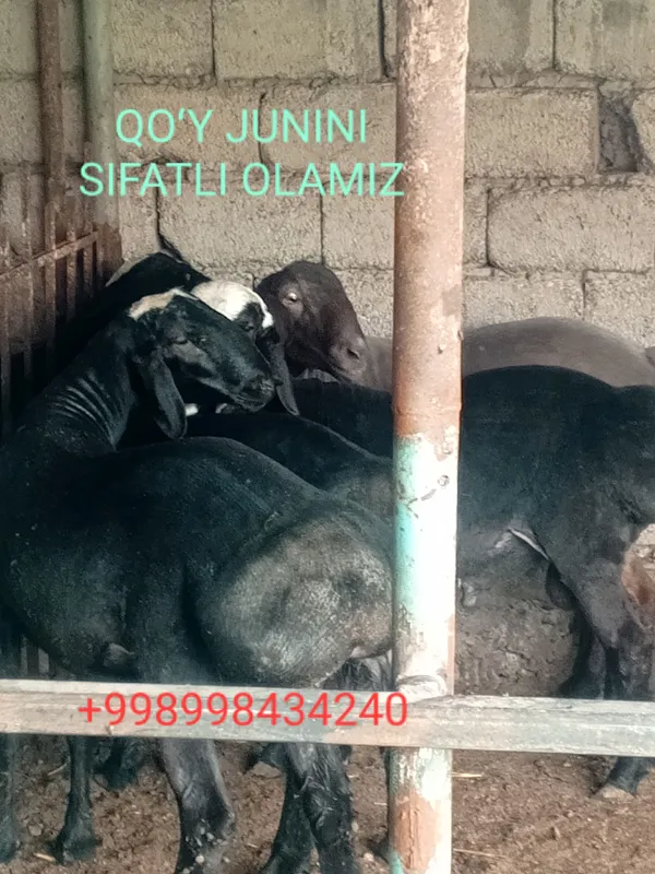 Qoʻy junini olamiz 50.000