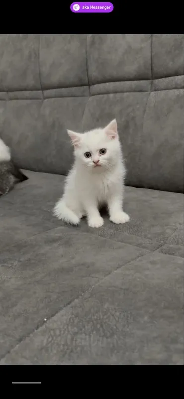 Skottish fold mushuk кошка — фото 2