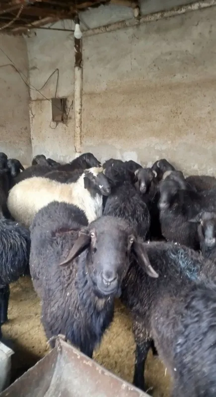 Sotuvda qo'ylar bor so'yib berish hizmati ham