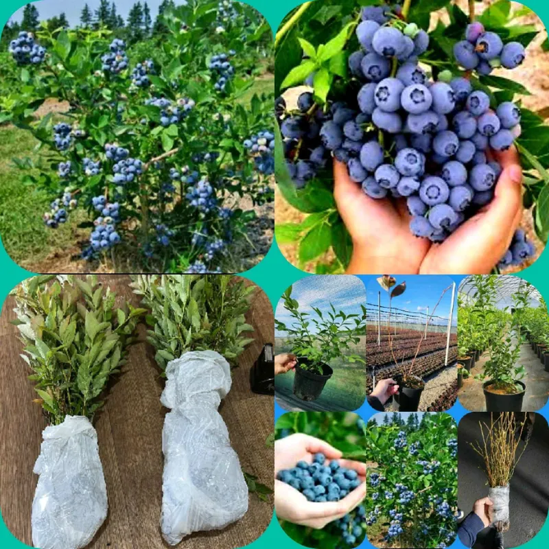 Жимолость ва Голубика кучатлари сотилади — фото 3