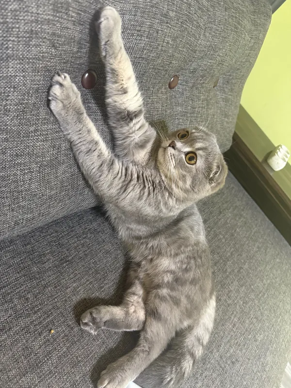 Вязка кота Скотиш-Фолд — фото 4