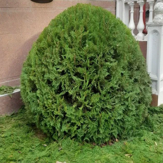 Садовник услуги Богбон — фото 5