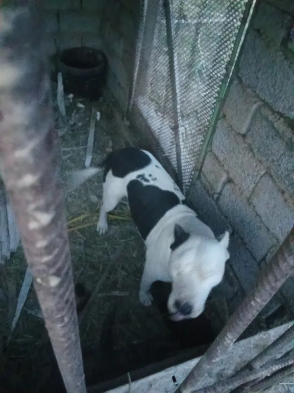 Urgochi pitbul 4 marta tuqan 5 Urgochi pitbul 4 marta tuqan 5