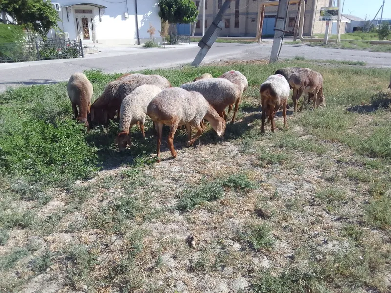 Киргиз Бишкек арашан куйлари