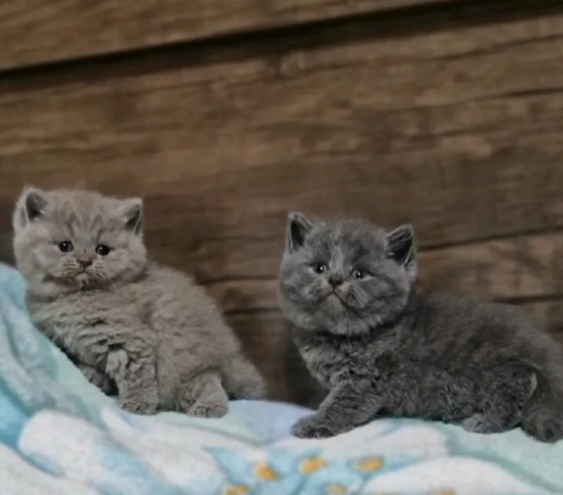 Чистокровные шотландские котята — фото 1