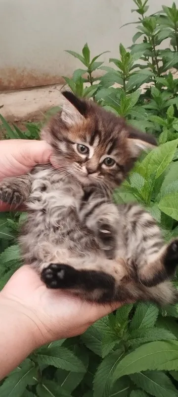 Котёнок девочка и мальчик