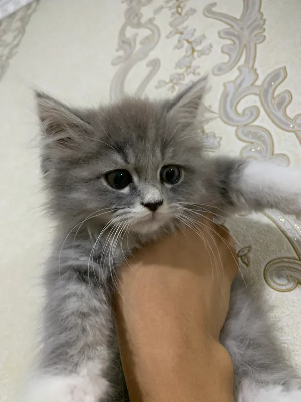 Очень милая кошечка — фото 2