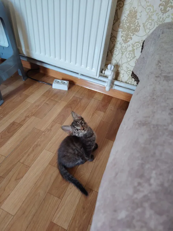 Котятушки-ребятушки 2
