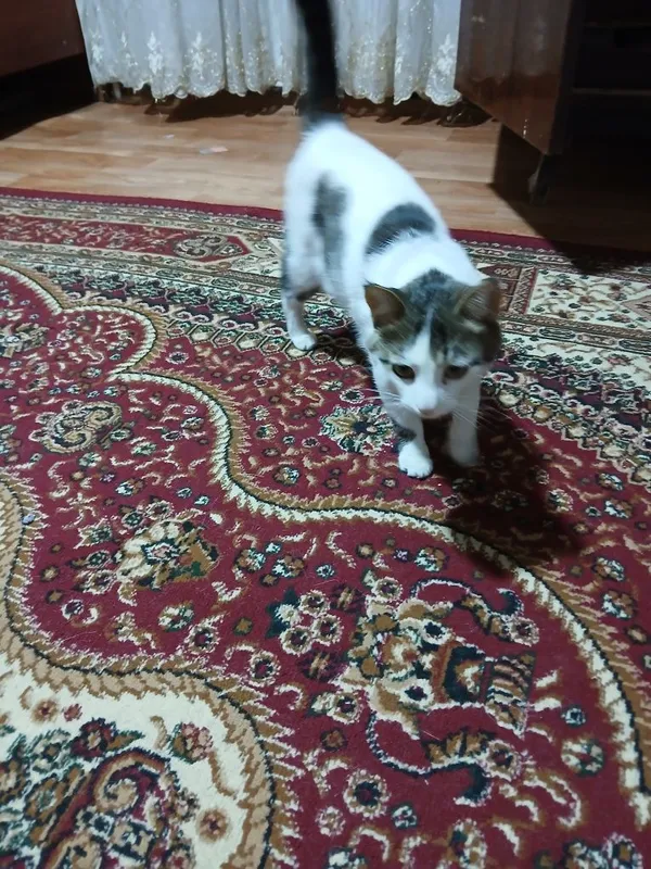Кошка чёрный белый — фото 2