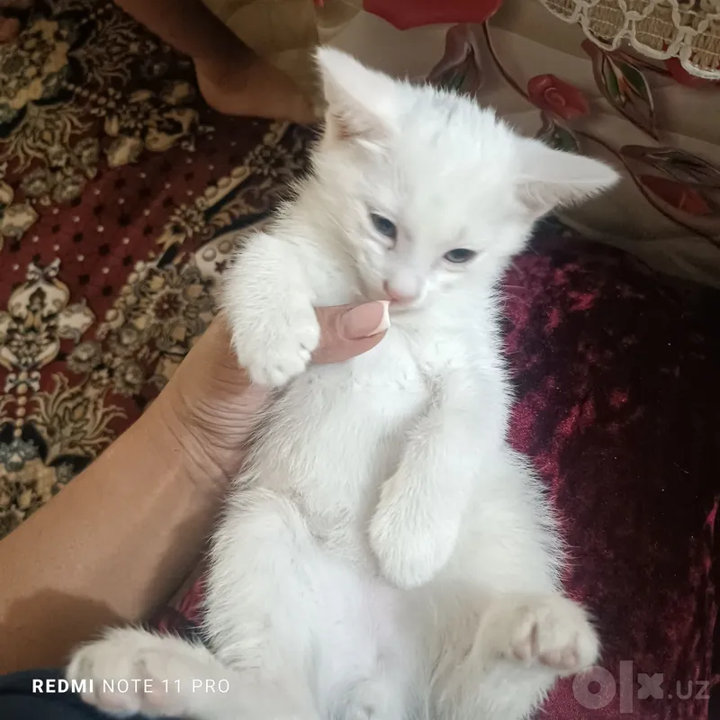 Турецкий ангораа 4 Турецкий ангораа 4