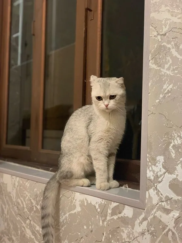 Продаётся серебристая шиншилла 2