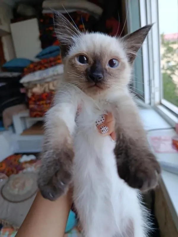 Продаётся котёнок