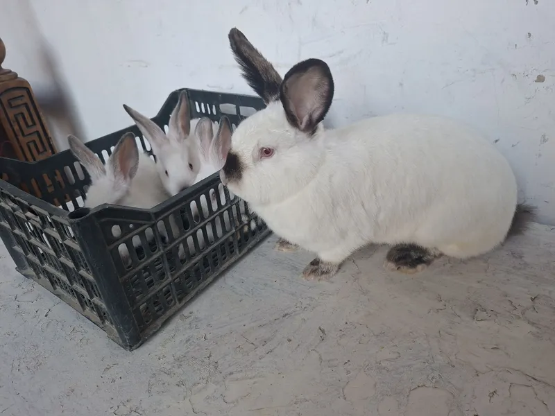 Kaliforniya quyoni toza qon sotiladi 1 Kaliforniya quyoni toza qon sotiladi 1
