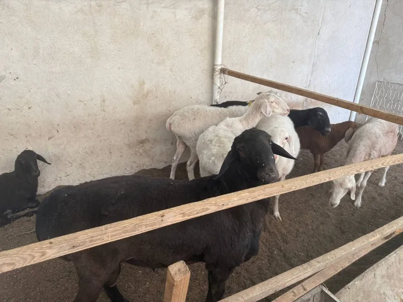 Assalomu aleykum qôchqor va qôylar sotiladi — фото 1