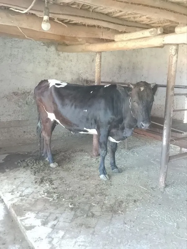 Boqilgan tona sotiladi 1 Boqilgan tona sotiladi 1