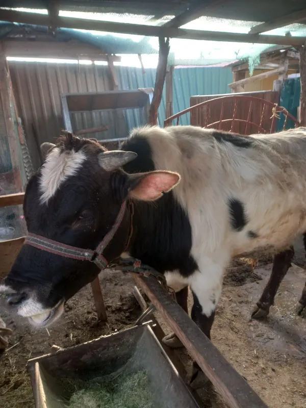 Buqa sotiladi baquvat VA sog'lom