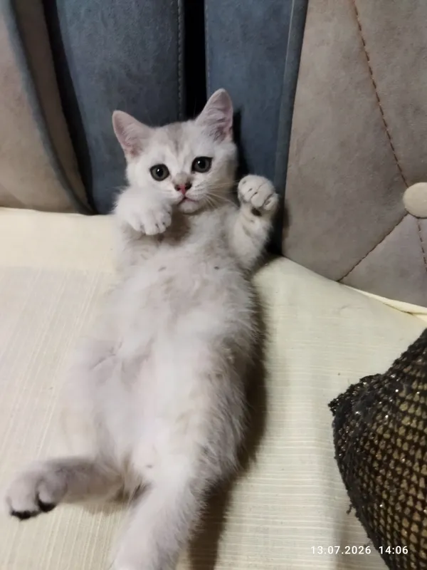 котята серебряная шиншилла 6 котята серебряная шиншилла 6